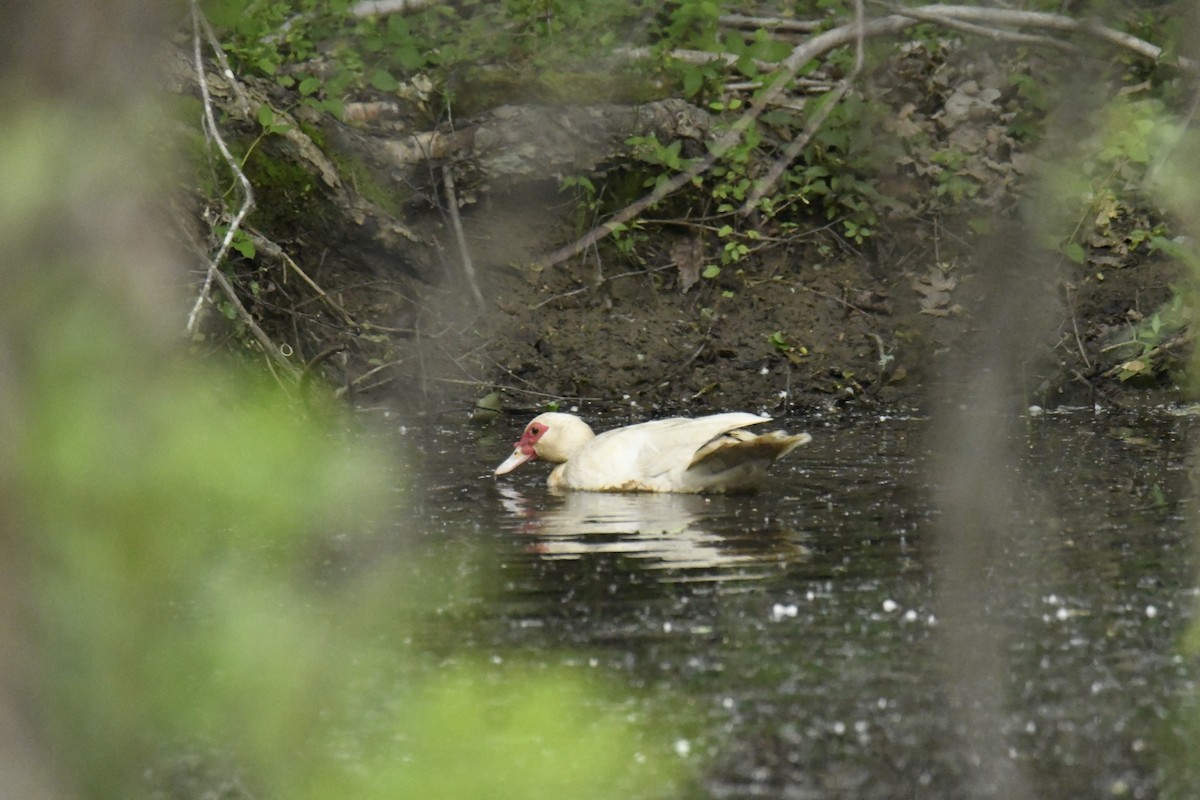Muscovy Duck (Domestic type) - ML629260037