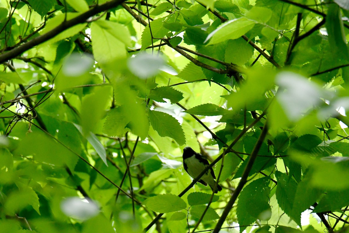 Black-throated Blue Warbler - ML629260123