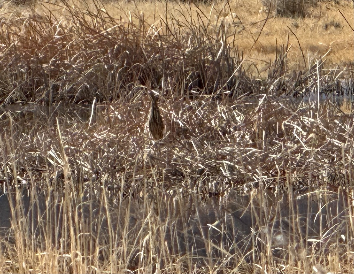 American Bittern - ML629260246