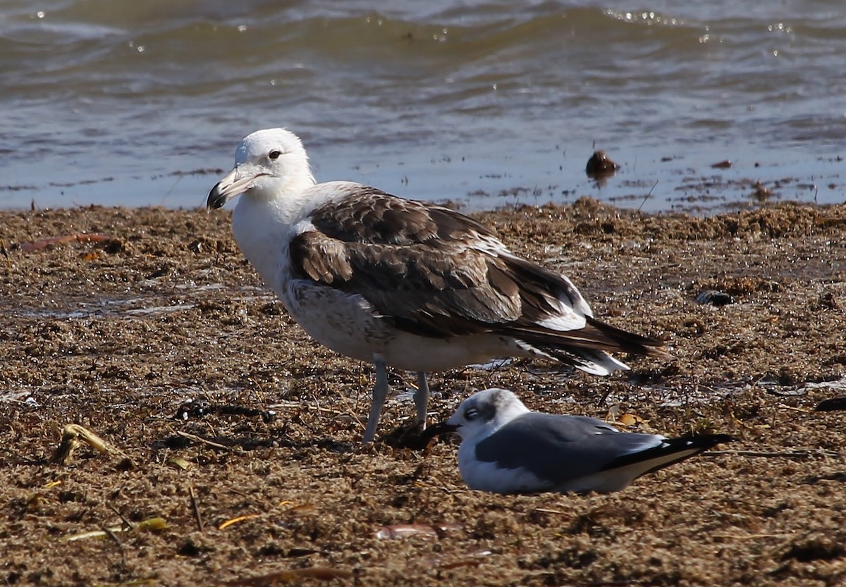 Kelp Gull - ML629260312