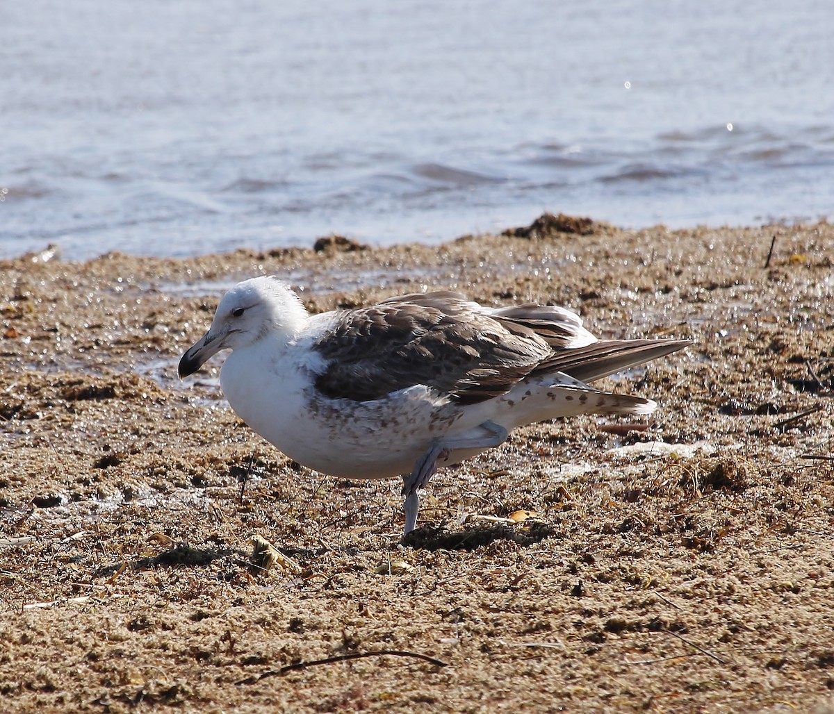 Kelp Gull - ML629260313