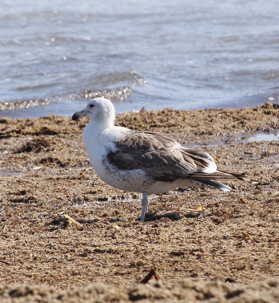 Kelp Gull - ML629260314