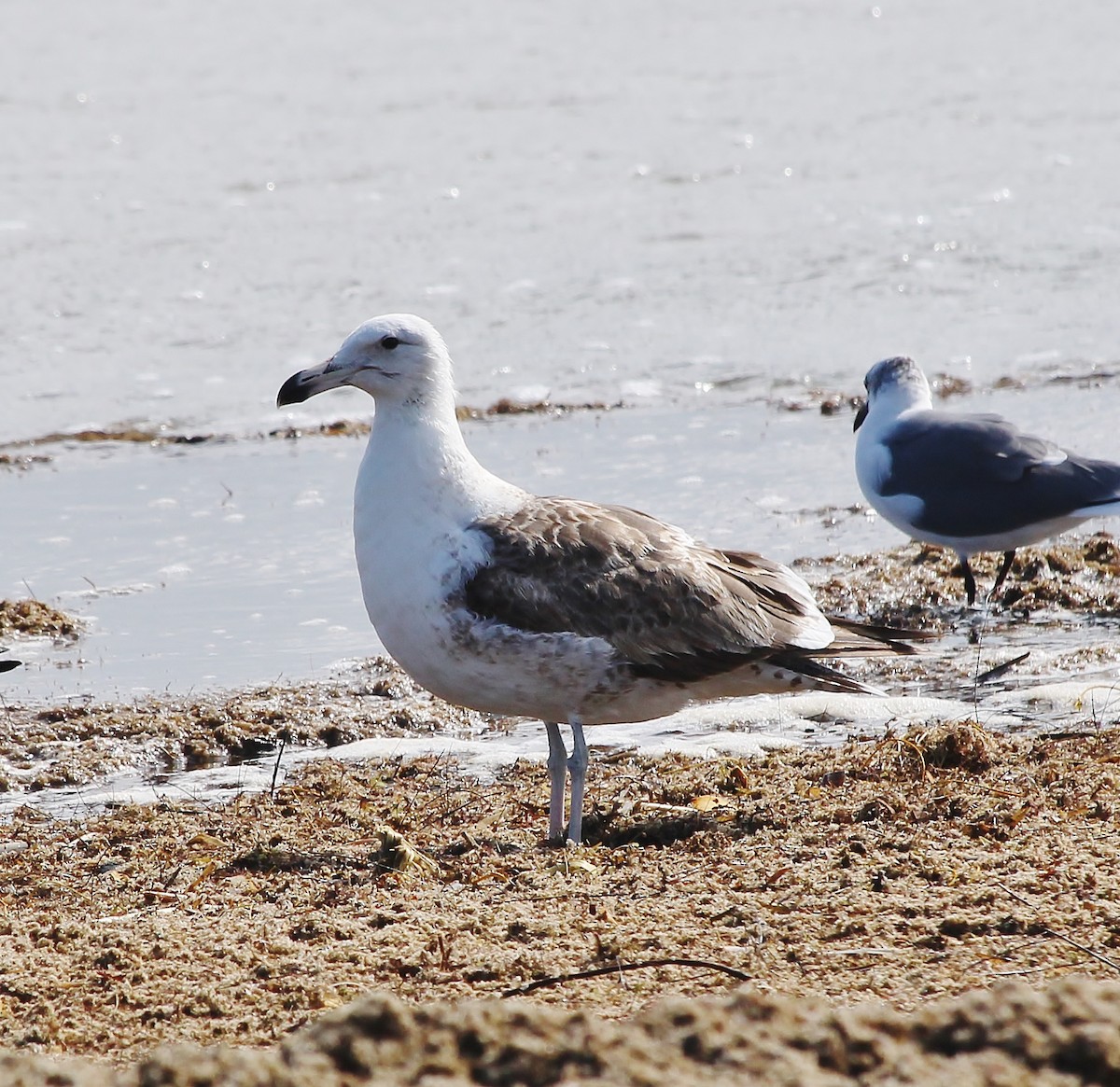 Kelp Gull - ML629260315