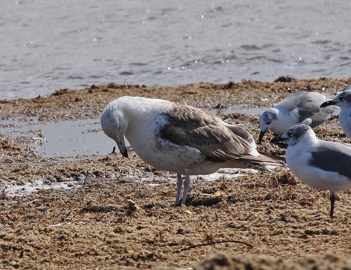 Kelp Gull - ML629260316