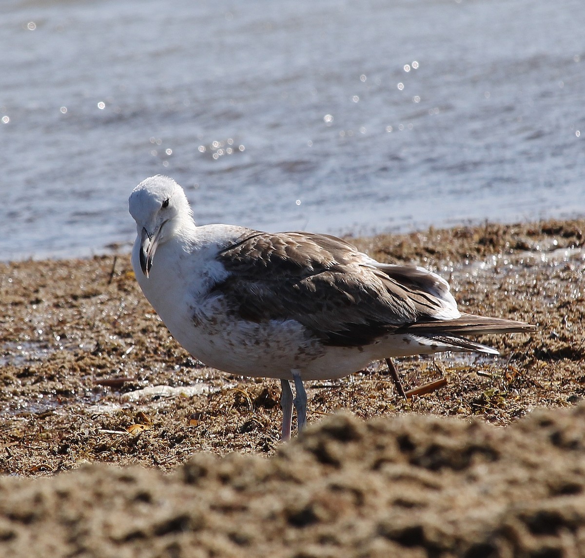 Kelp Gull - ML629260317