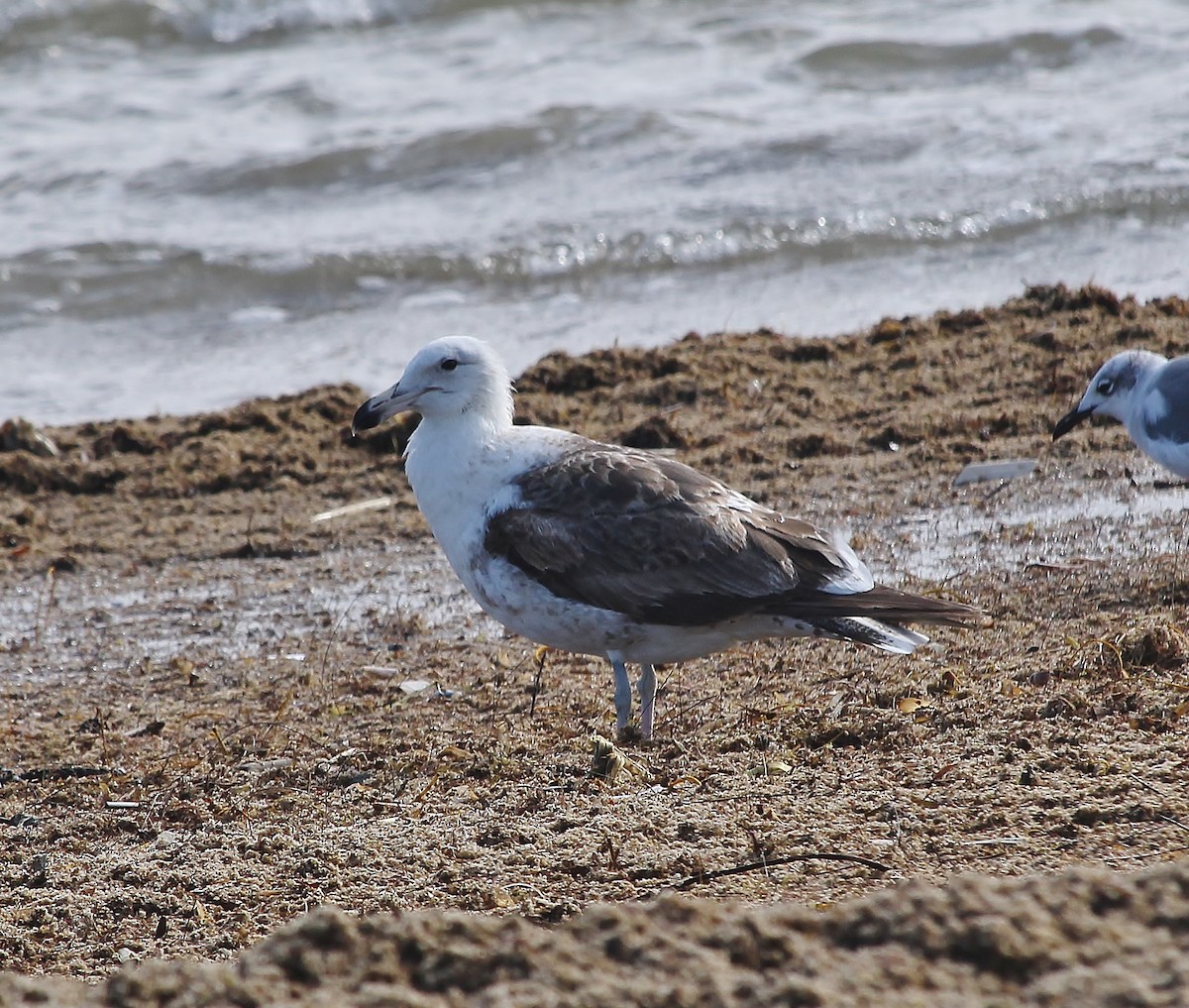 Kelp Gull - ML629260318