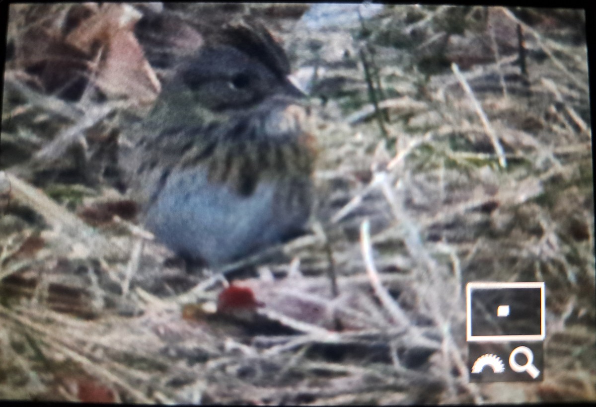 Lincoln's Sparrow - ML629260403