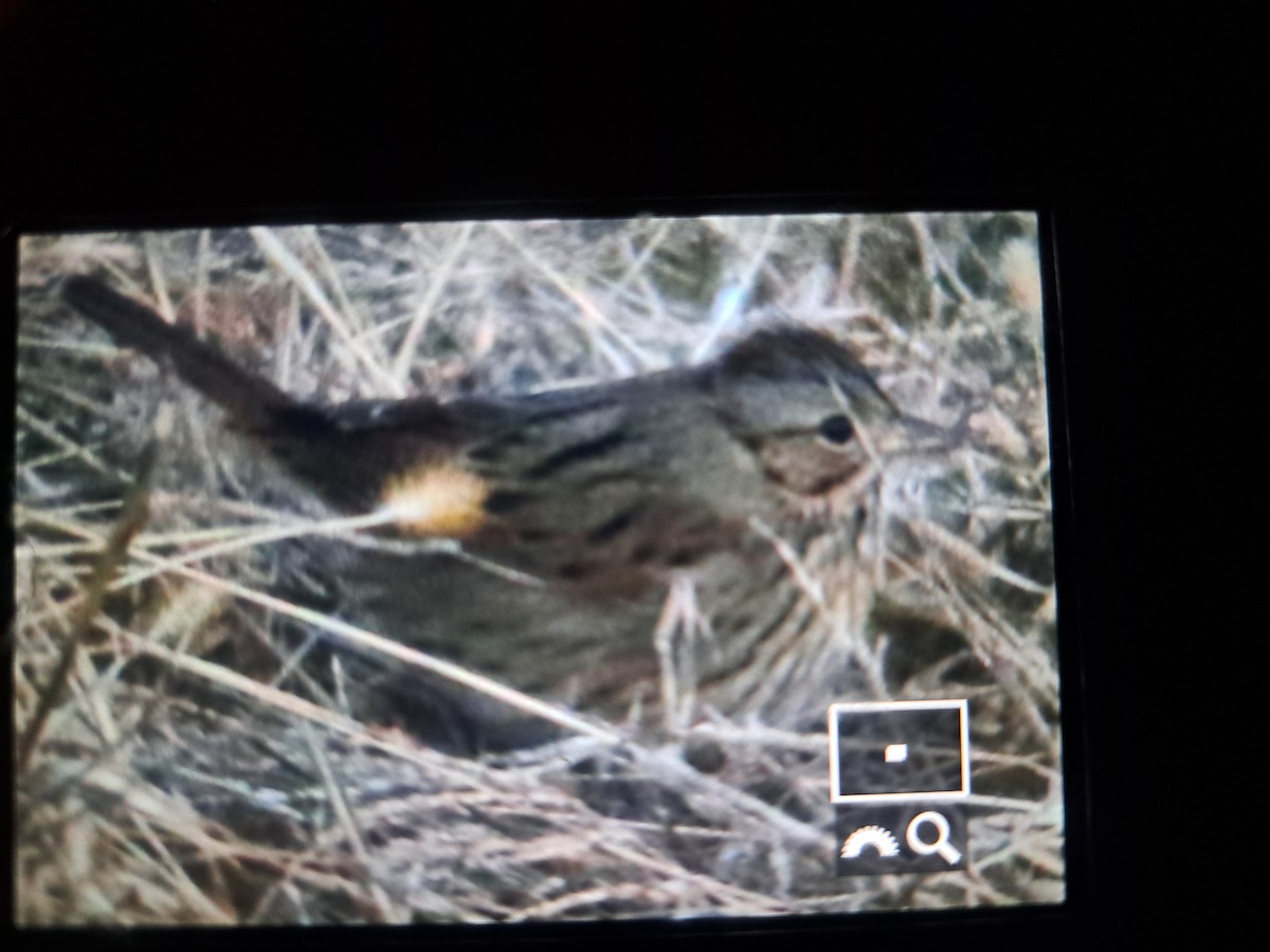 Lincoln's Sparrow - ML629260406