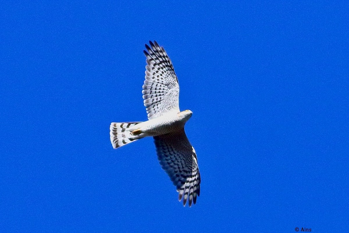 Eurasian Sparrowhawk - ML629260529