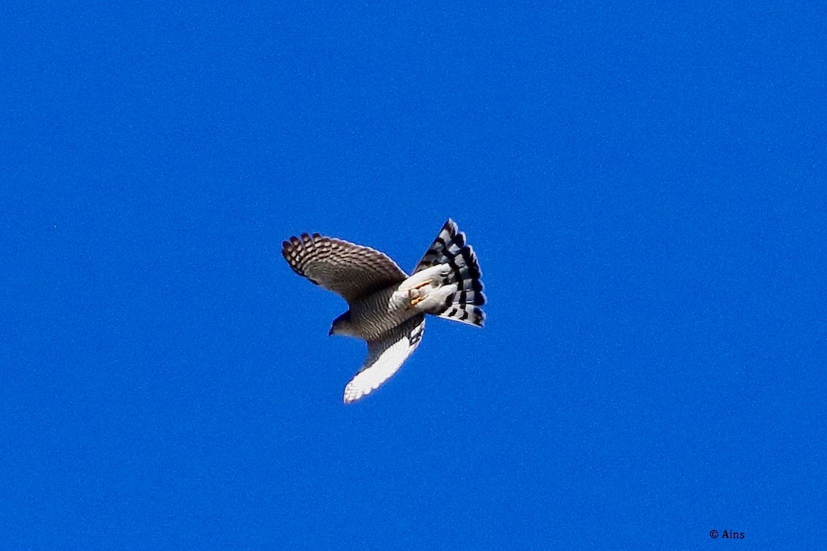 Eurasian Sparrowhawk - ML629260530