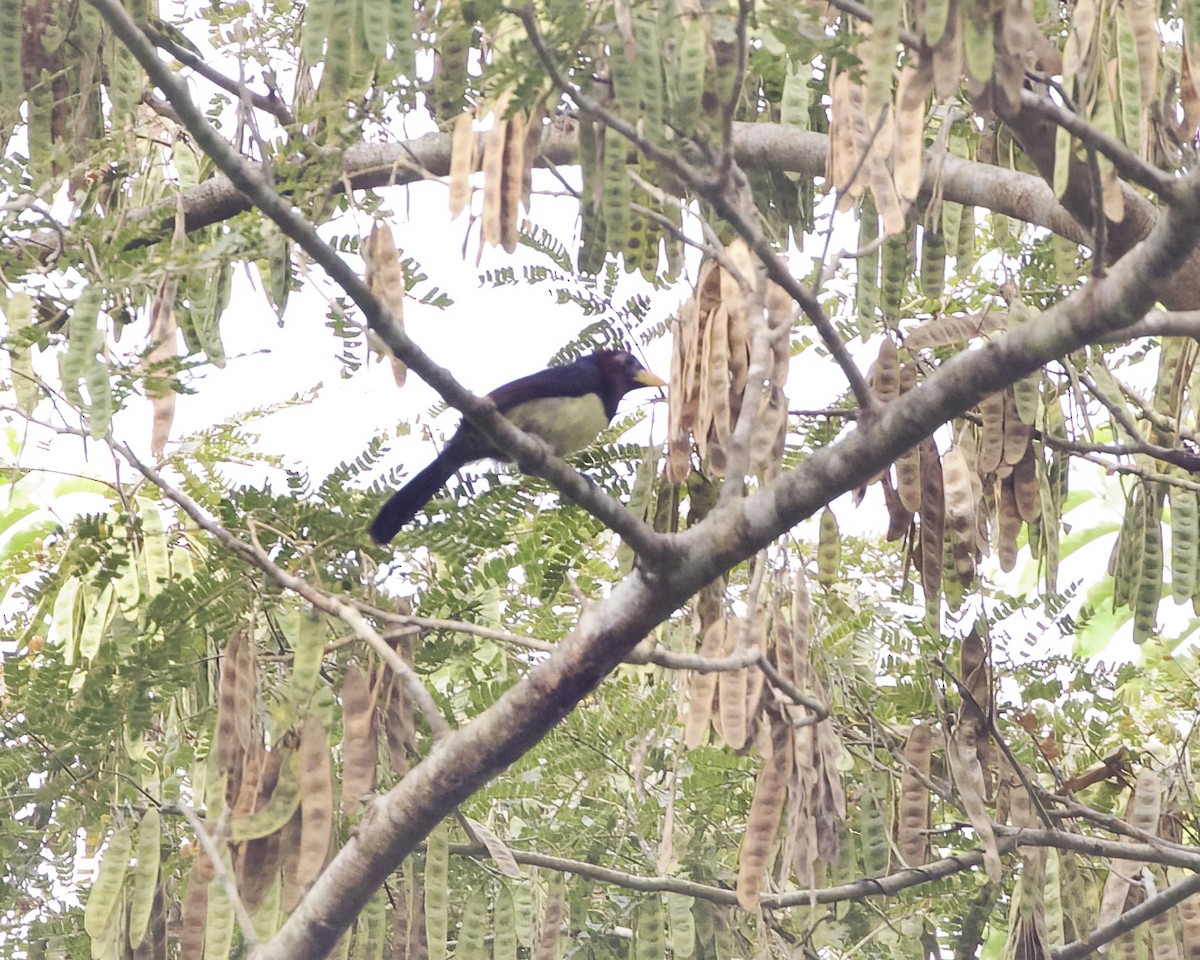 Western Yellow-billed Barbet - ML629260599