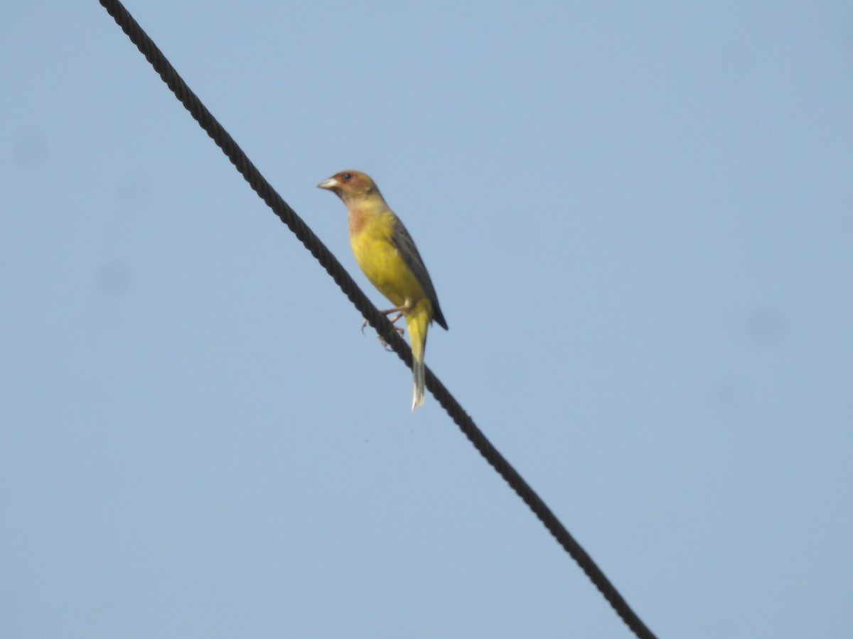 Red-headed Bunting - ML629260982