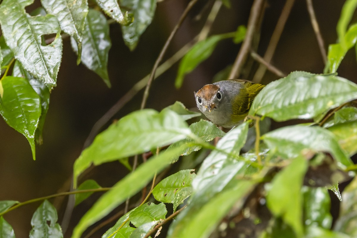 Chestnut-crowned Warbler - ML629261068