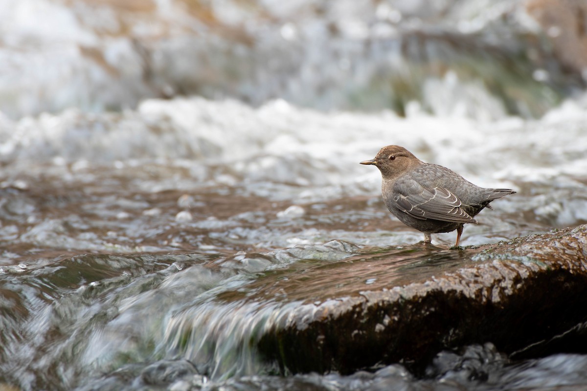 American Dipper - ML629261432