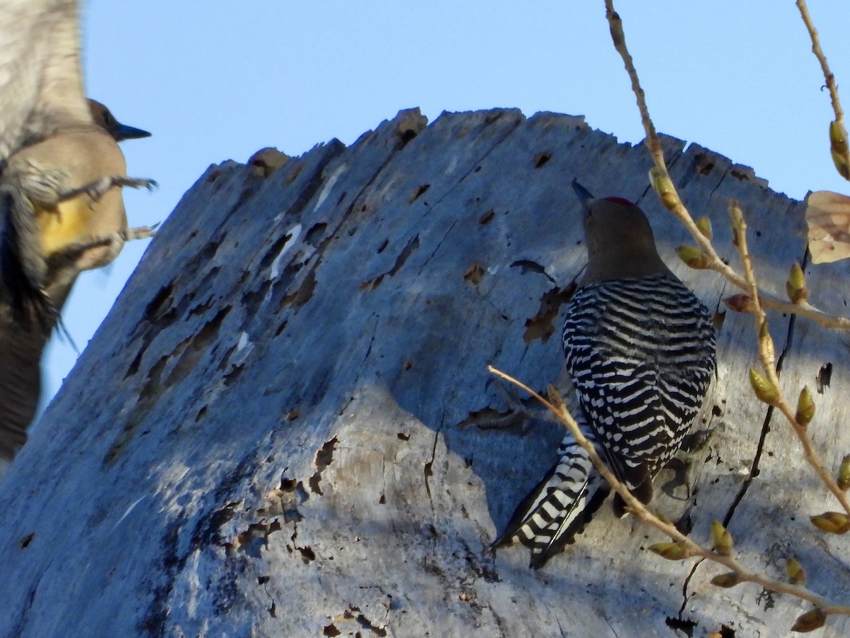 Gila Woodpecker - ML629261480