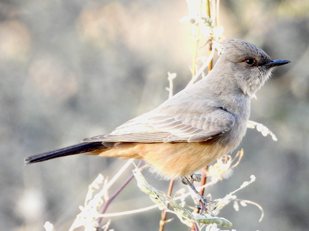 Say's Phoebe - ML629261481