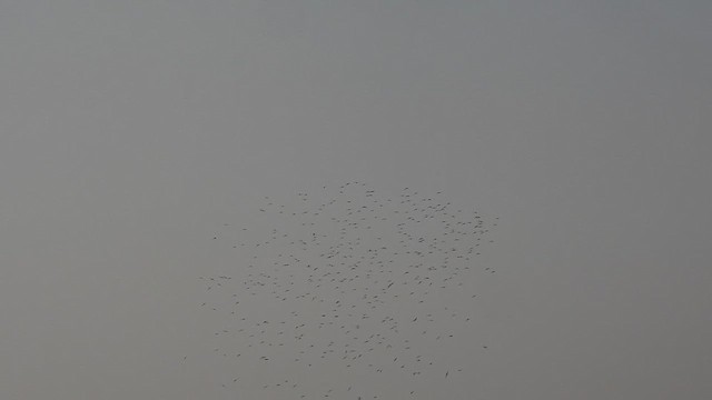Collared Pratincole - ML629261645