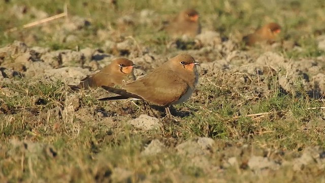 Collared Pratincole - ML629261660