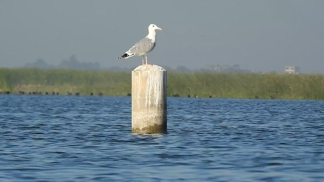 Итэлгэн цахлай - ML629261683