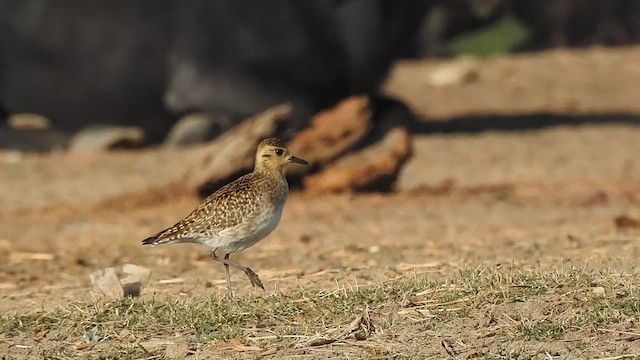 Pacific Golden-Plover - ML629261718