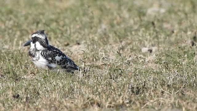 rybařík jižní - ML629261809