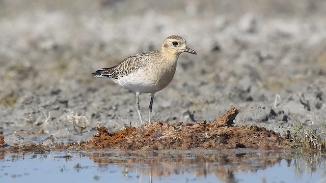 Pacific Golden-Plover - ML629261820