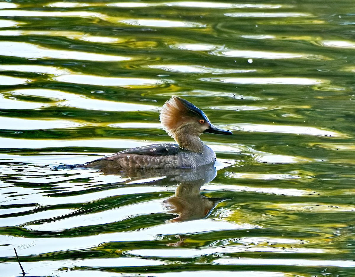 Hooded Merganser - ML629261984
