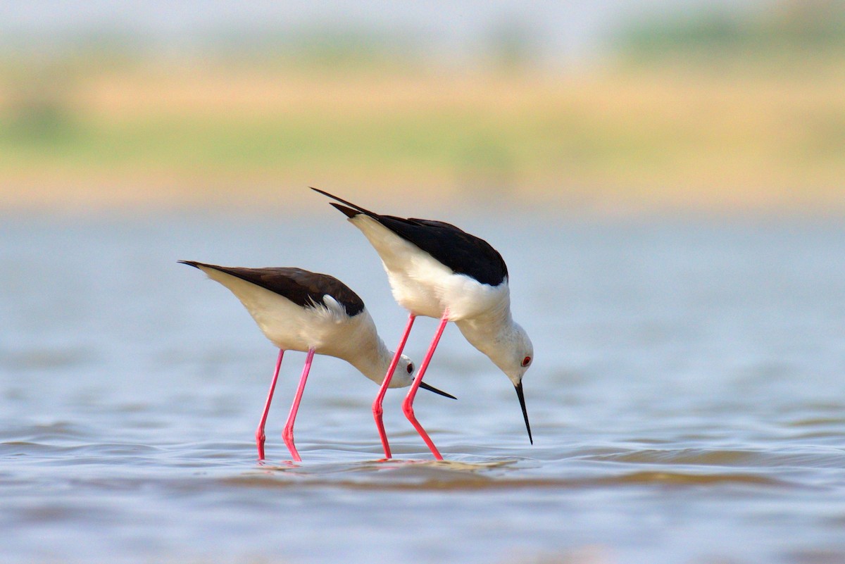 Black-winged Stilt - ML629262061