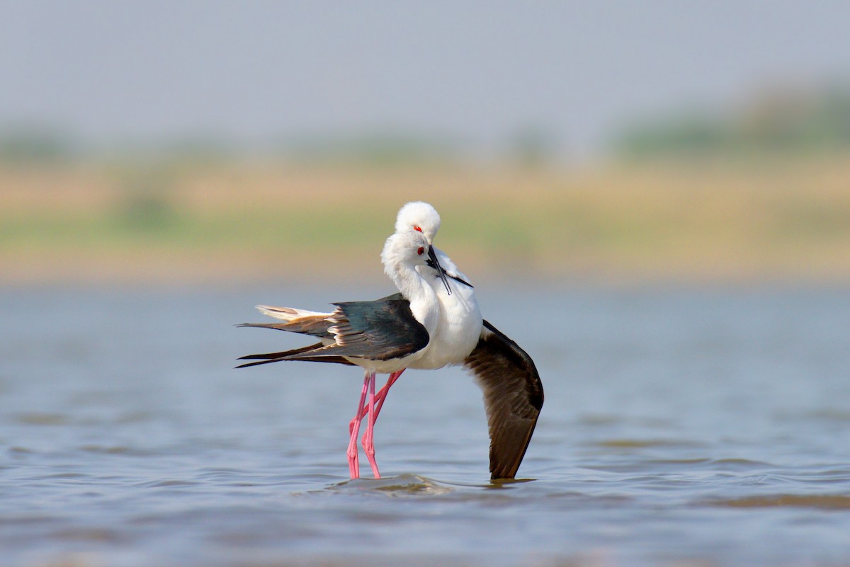 Black-winged Stilt - ML629262062