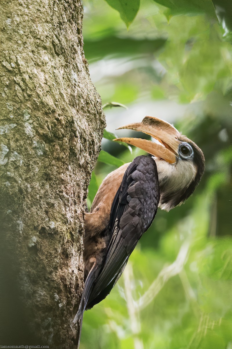 Brown Hornbill - ML629262081