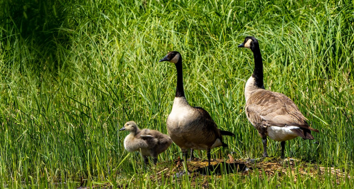 Canada Goose - ML629262126