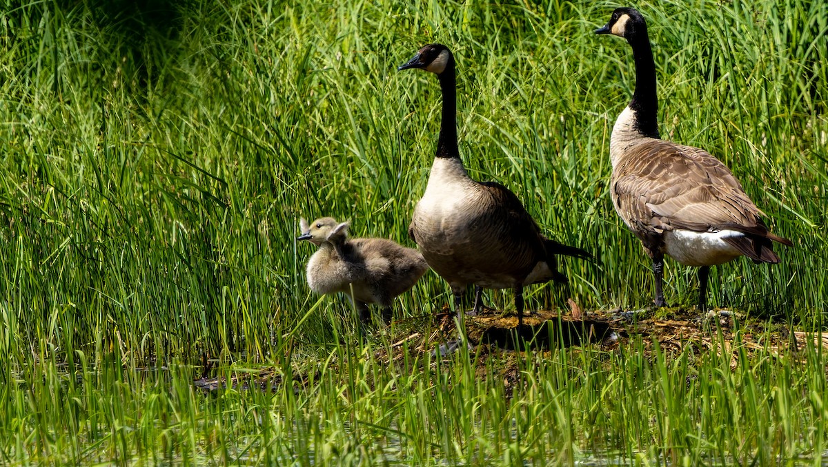 Canada Goose - ML629262127