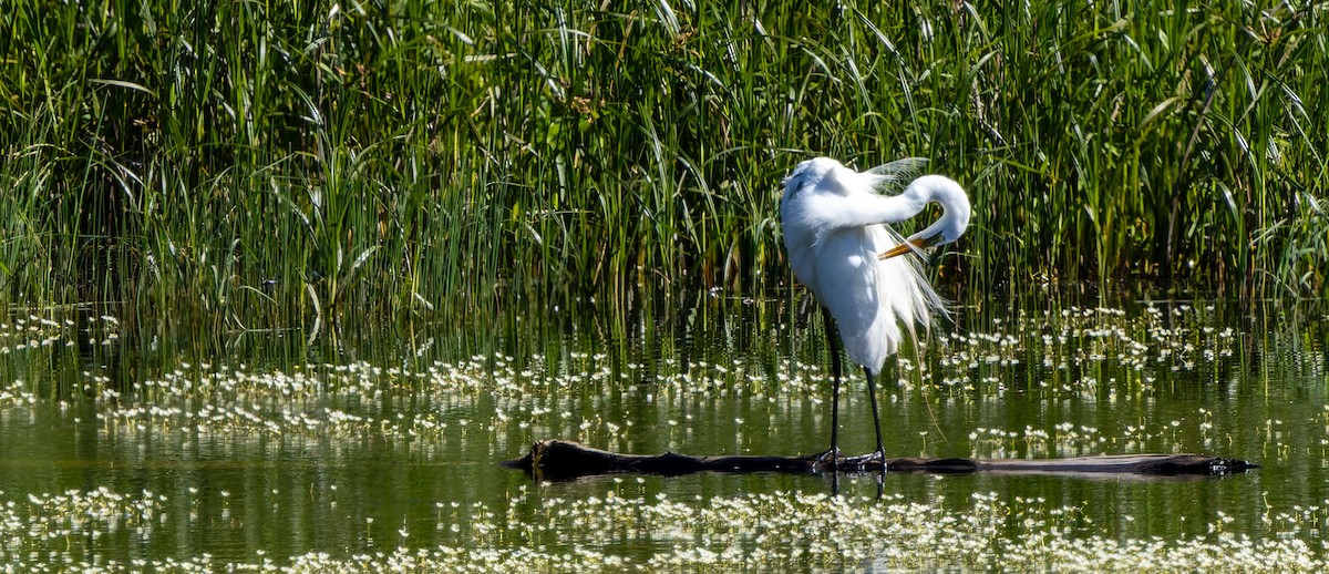 Great Egret - ML629262133
