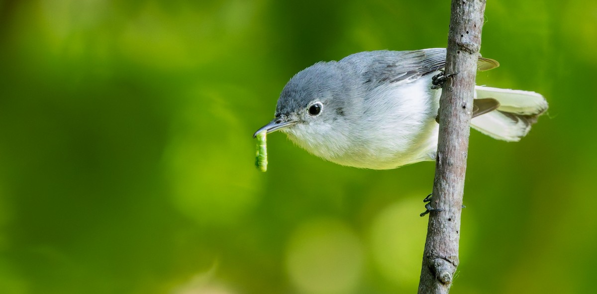 Blue-gray Gnatcatcher - ML629262153