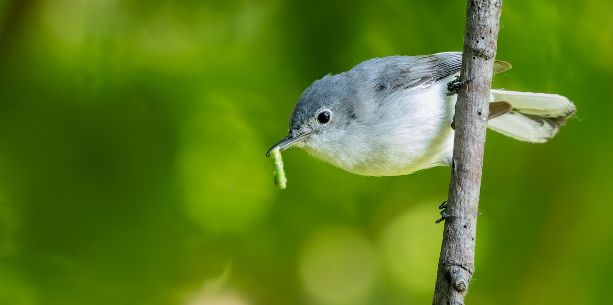 Blue-gray Gnatcatcher - ML629262154