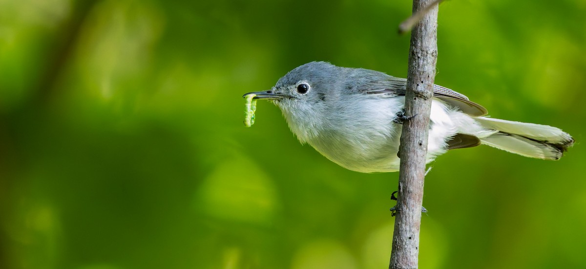 Blue-gray Gnatcatcher - ML629262155