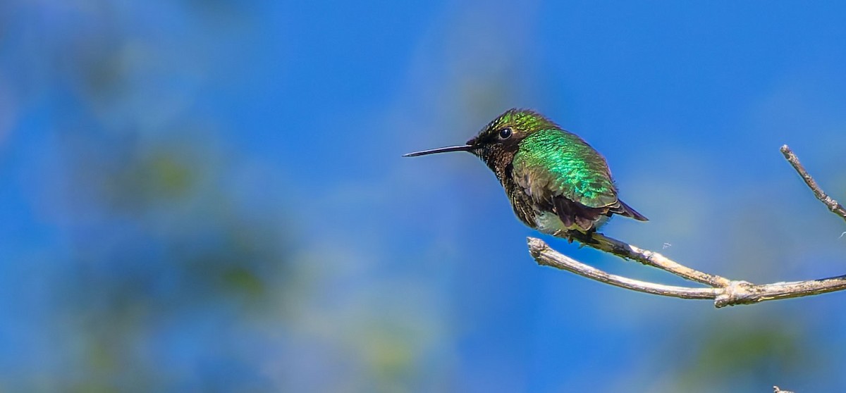 Ruby-throated Hummingbird - ML629262157