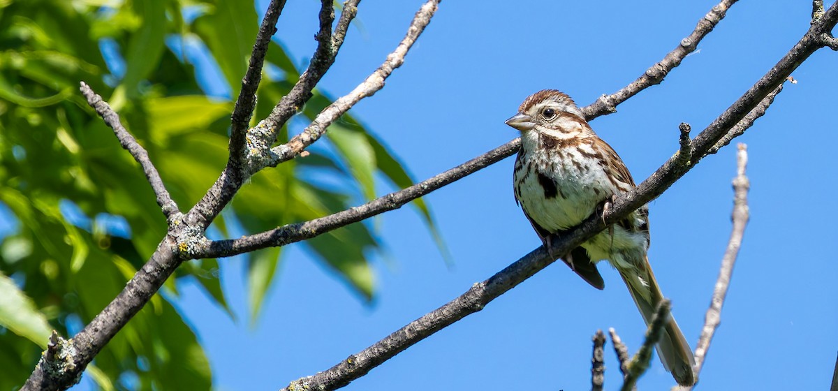 Song Sparrow - ML629262175