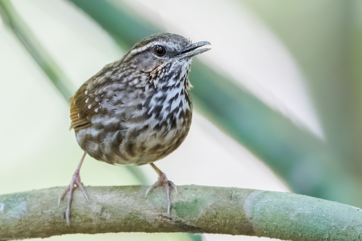 Eyebrowed Wren-Babbler - ML629262176