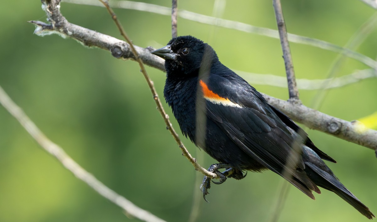 Red-winged Blackbird - ML629262187