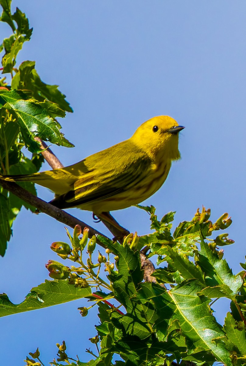 Yellow Warbler (Northern) - ML629262194