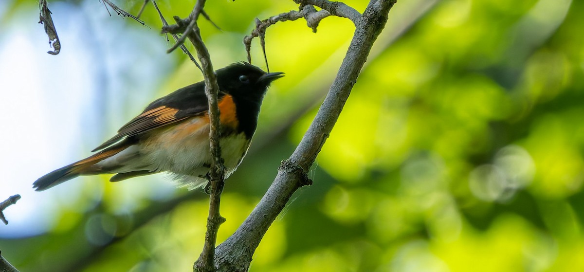American Redstart - ML629262202