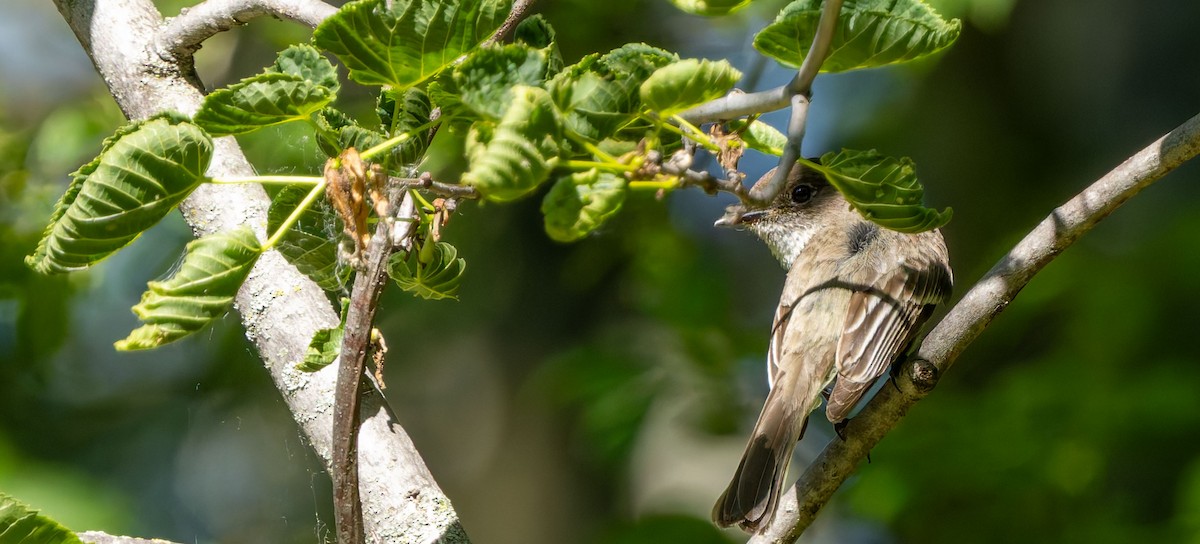 Eastern Phoebe - ML629262239