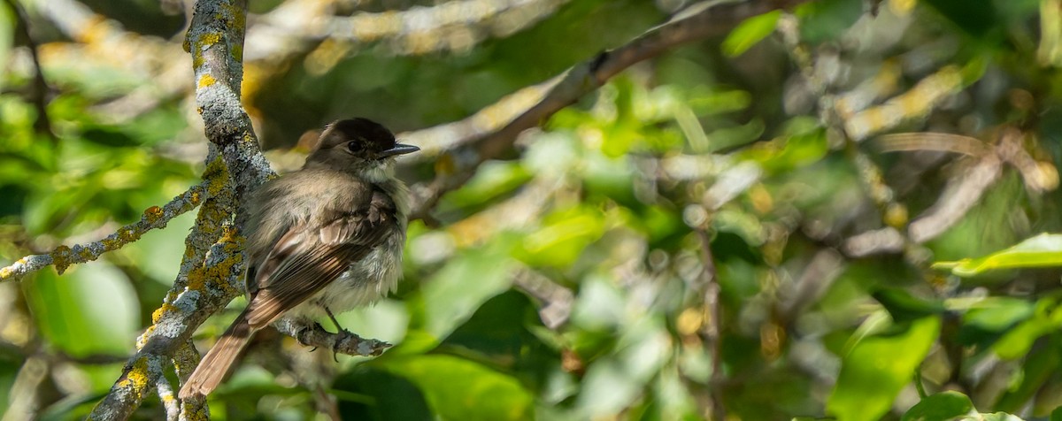 Eastern Phoebe - ML629262240