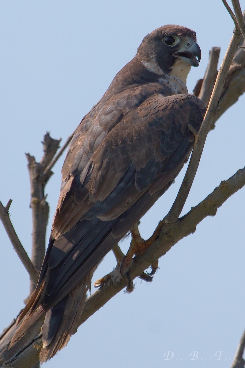 Peregrine Falcon - ML62926231