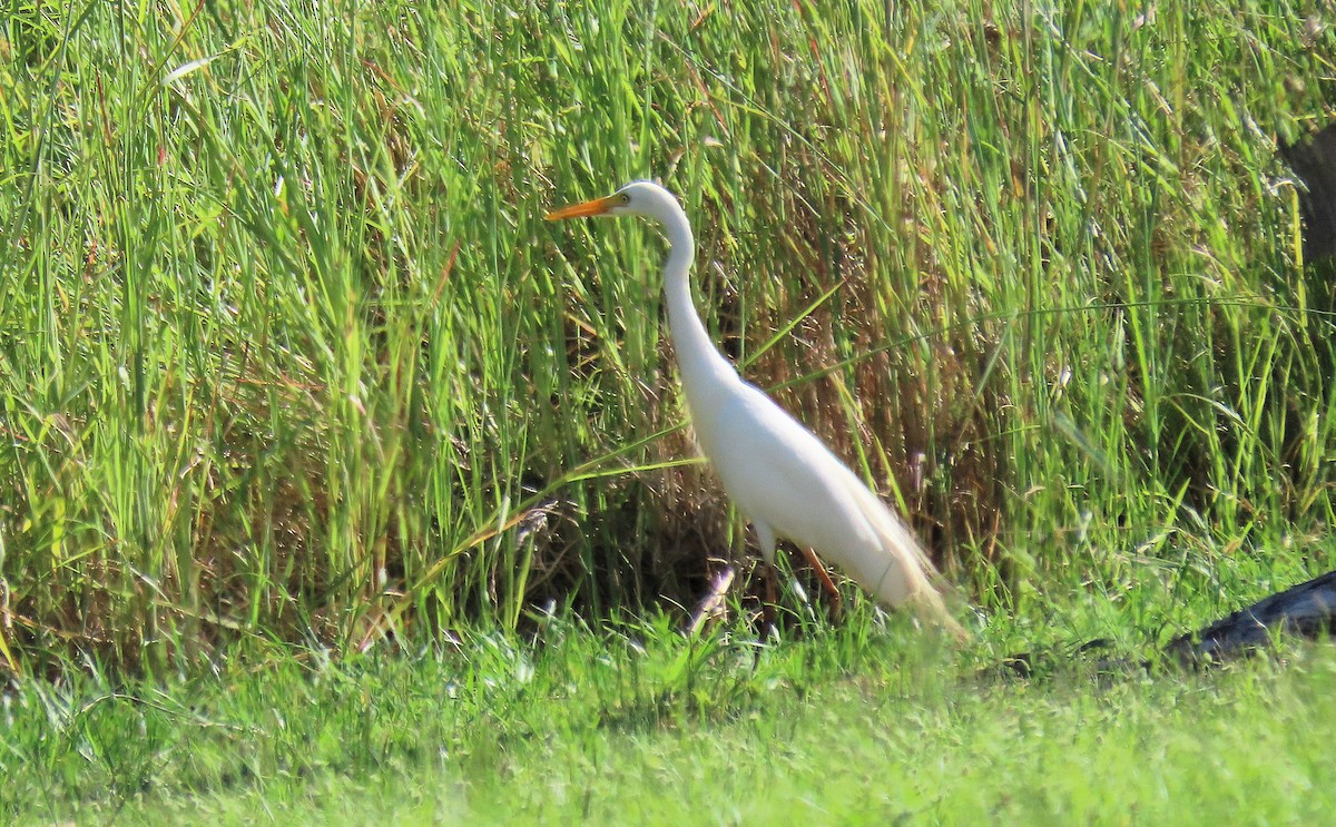 Plumed Egret - ML629262389
