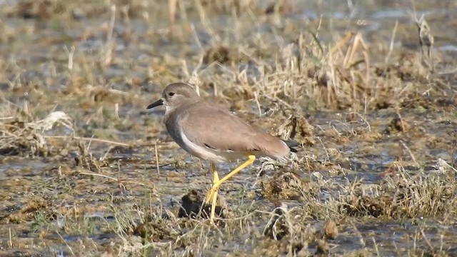 White-tailed Lapwing - ML629262421