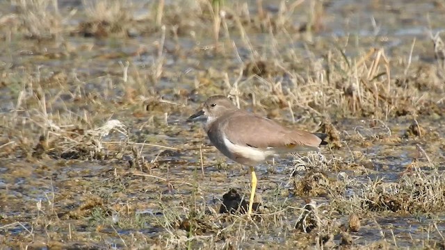 White-tailed Lapwing - ML629262422