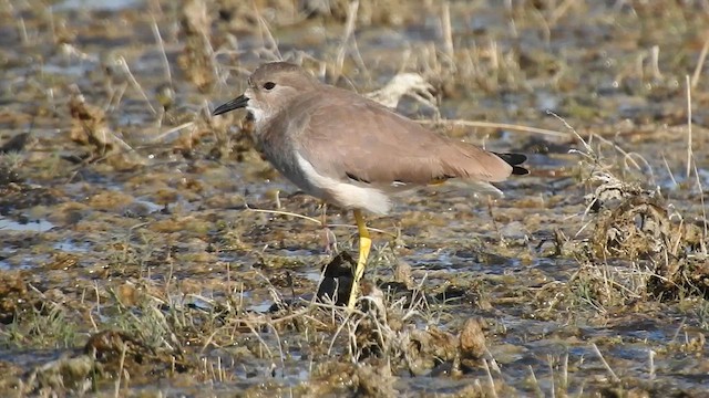 White-tailed Lapwing - ML629262423