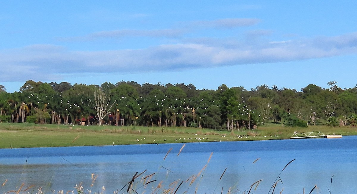 Eastern Cattle-Egret - ML629262440